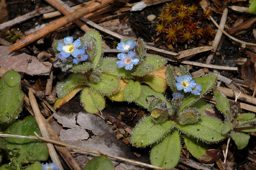 Myosotis incrassata ?